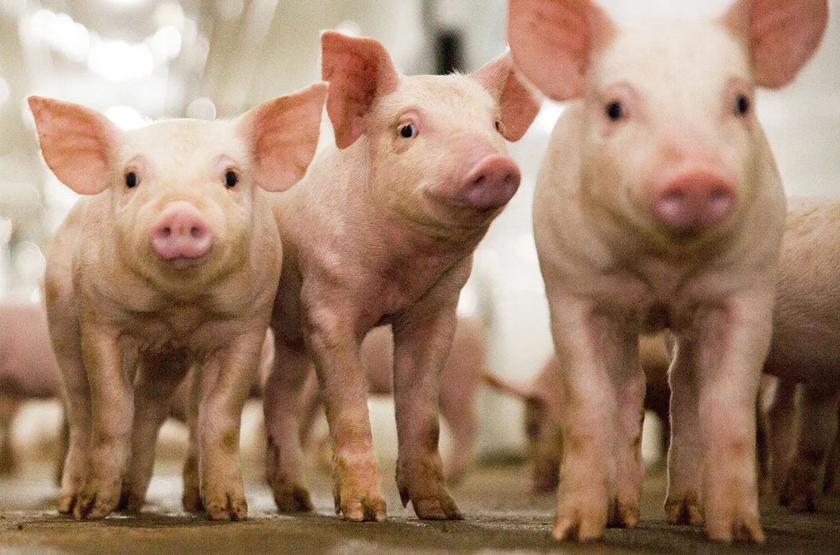 Poised to be first widely consumed gene-edited animals, virus-resistant pigs trot toward market